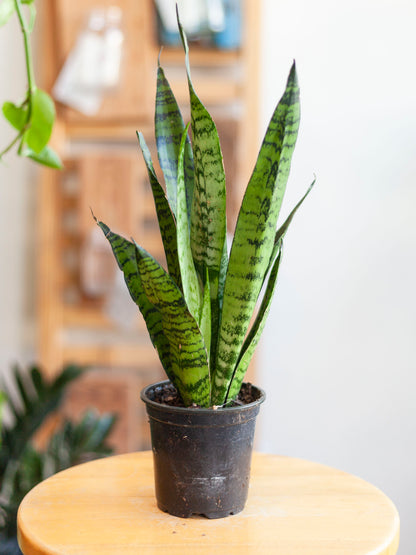 Sansevieria 'Zeylanica' 4"