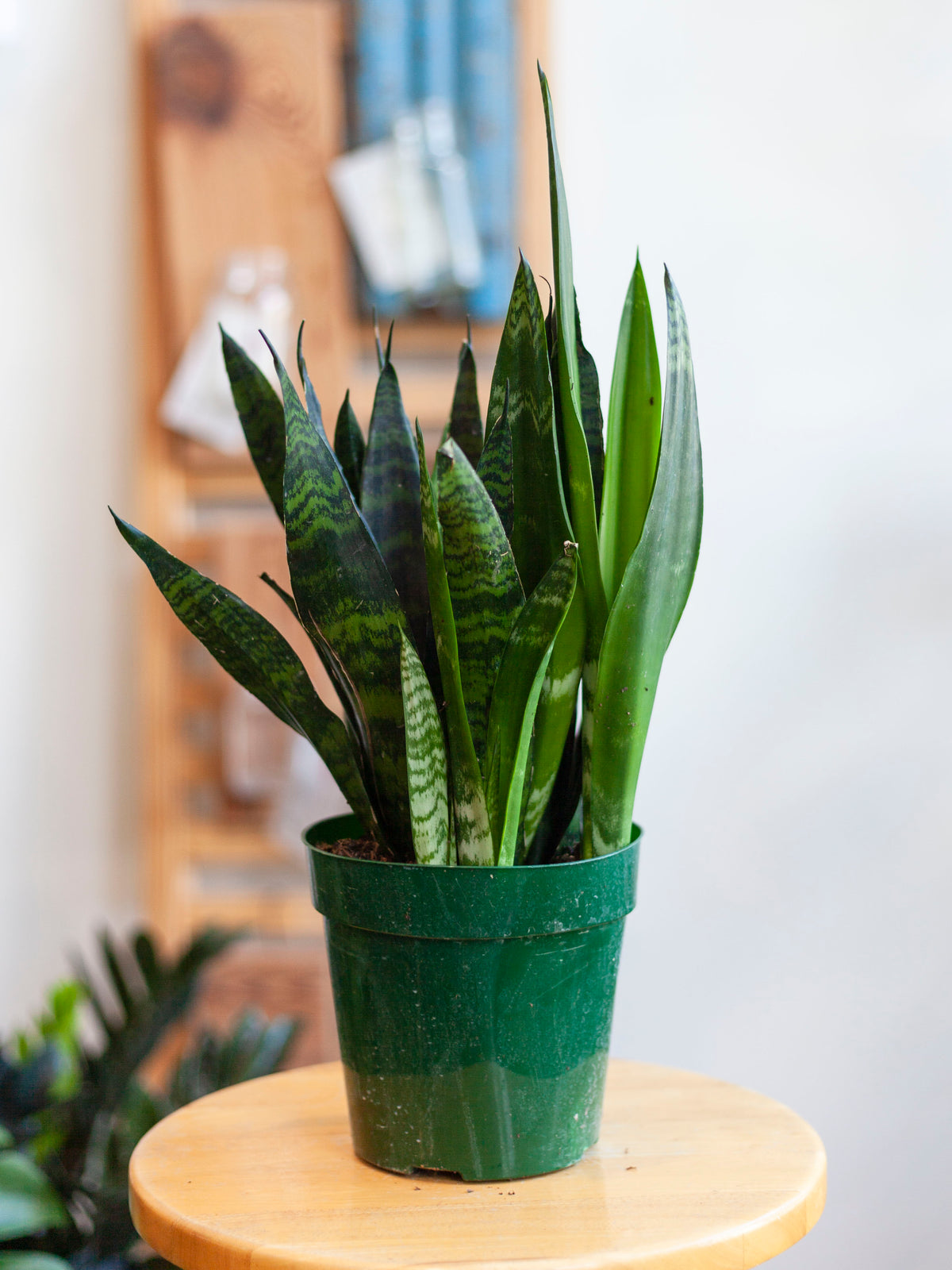 Sansevieria 'Black Coral' 6"