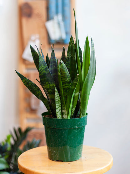 Sansevieria 'Black Coral' 6"