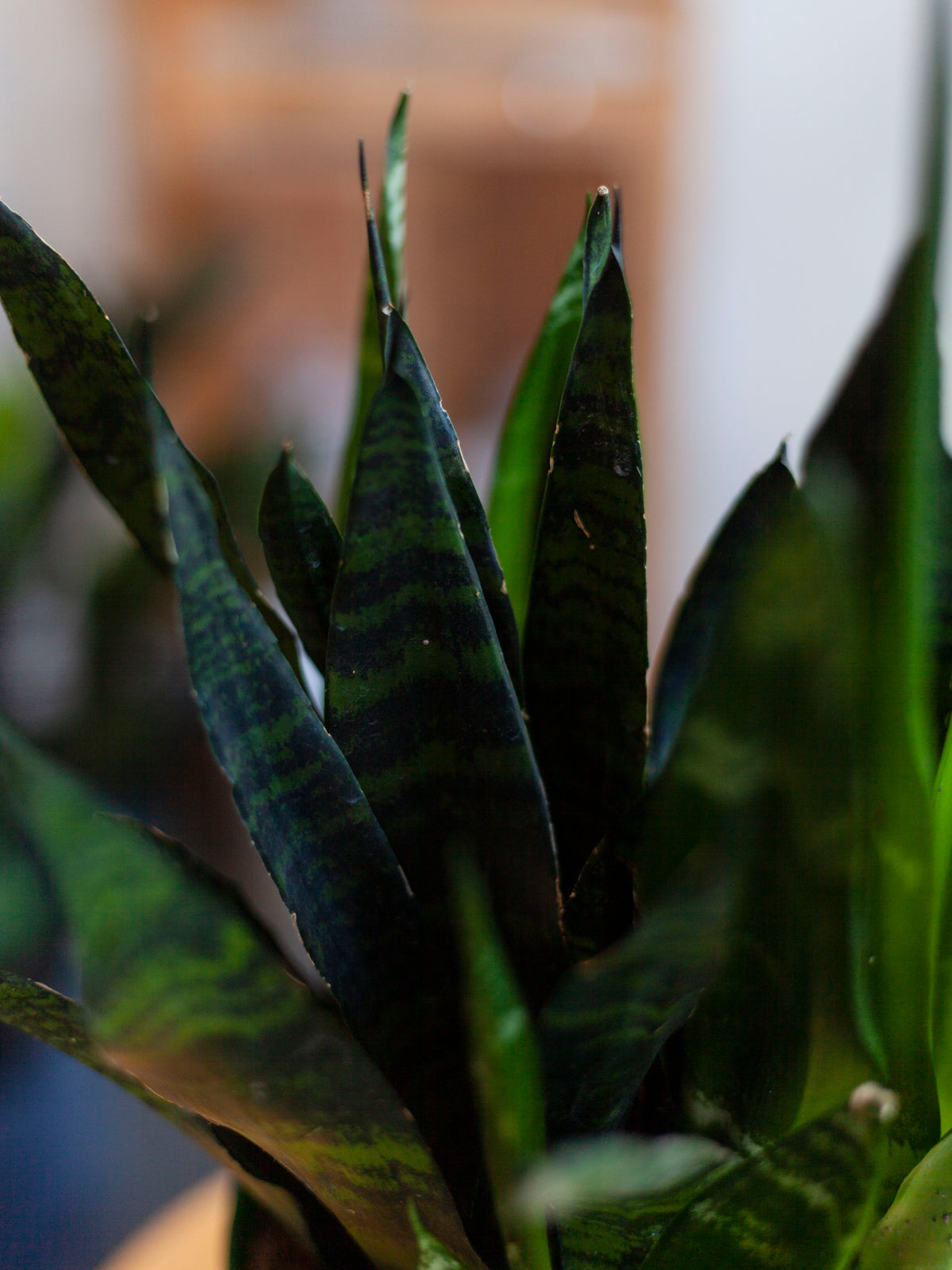 Sansevieria 'Black Coral' 6"