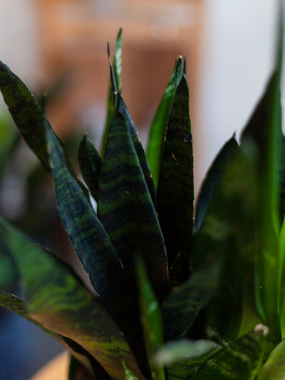Sansevieria 'Black Coral' 6"