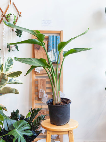 White Bird of Paradise 8"
