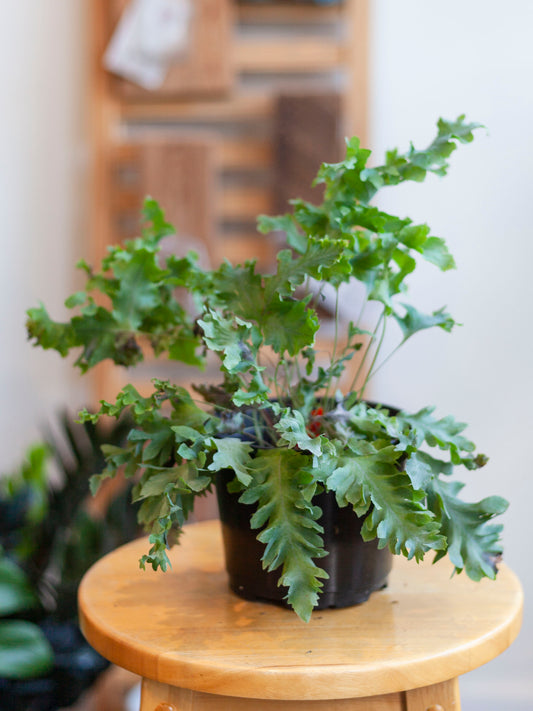 Blue Star 'Davana' Fern 6"