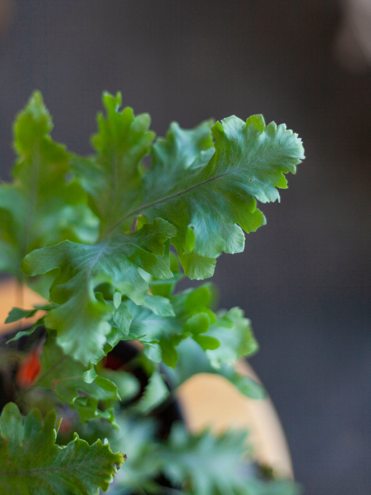 Blue Star 'Davana' Fern 6"