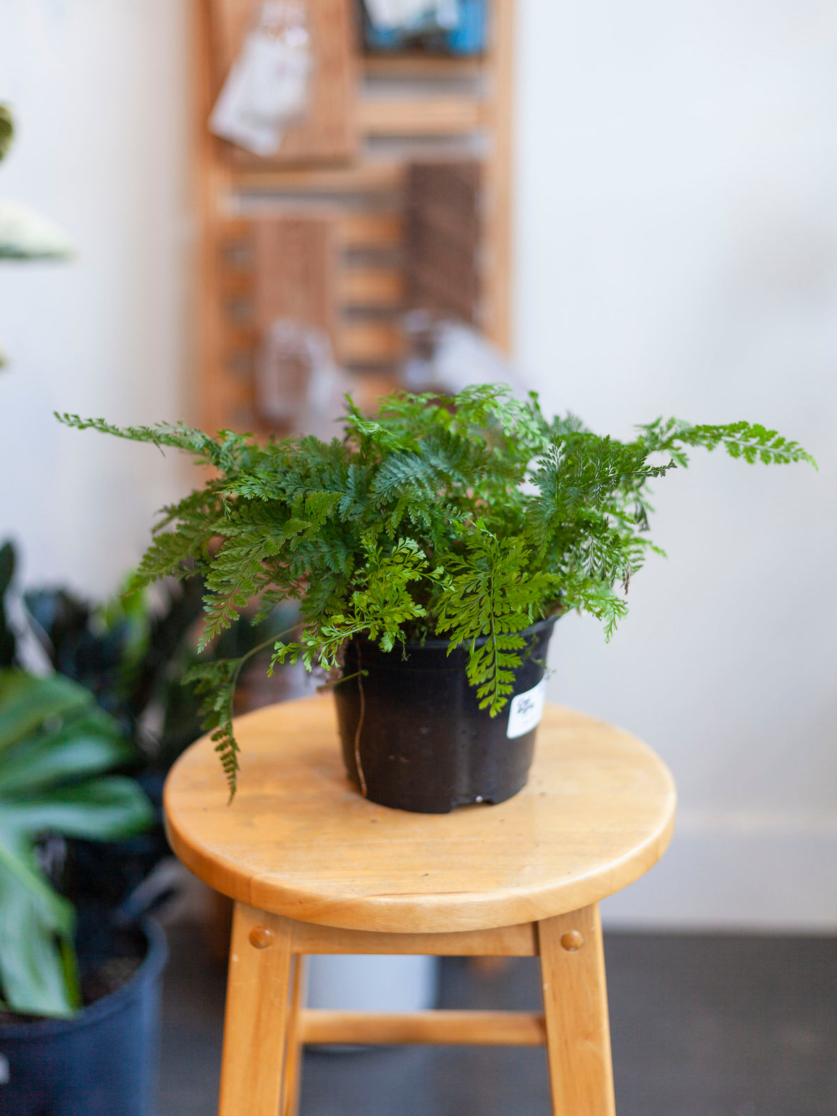 Rabbit's Foot Fern 6"