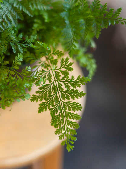 Rabbit's Foot Fern 6"