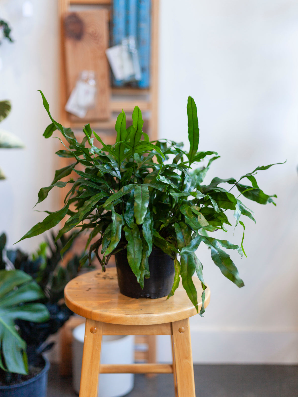 Kangaroo Fern 6"