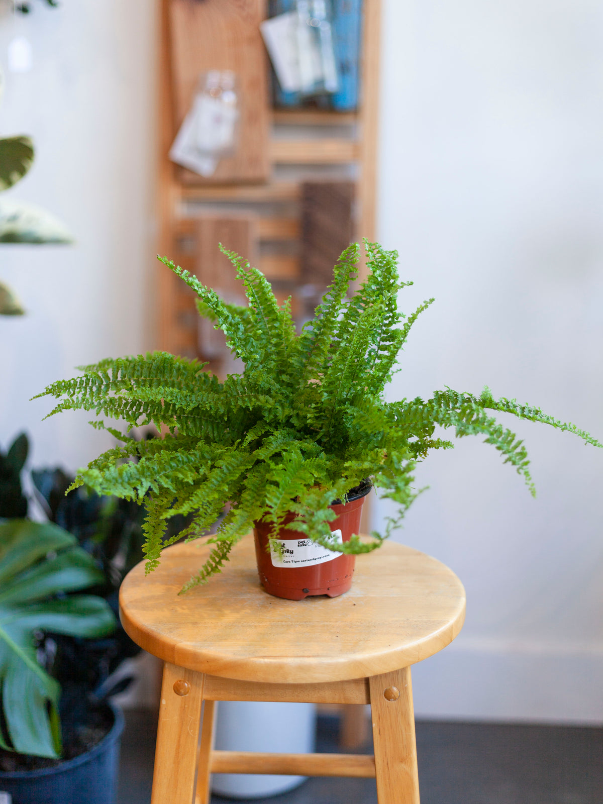 Fluffy Ruffle Fern 4"
