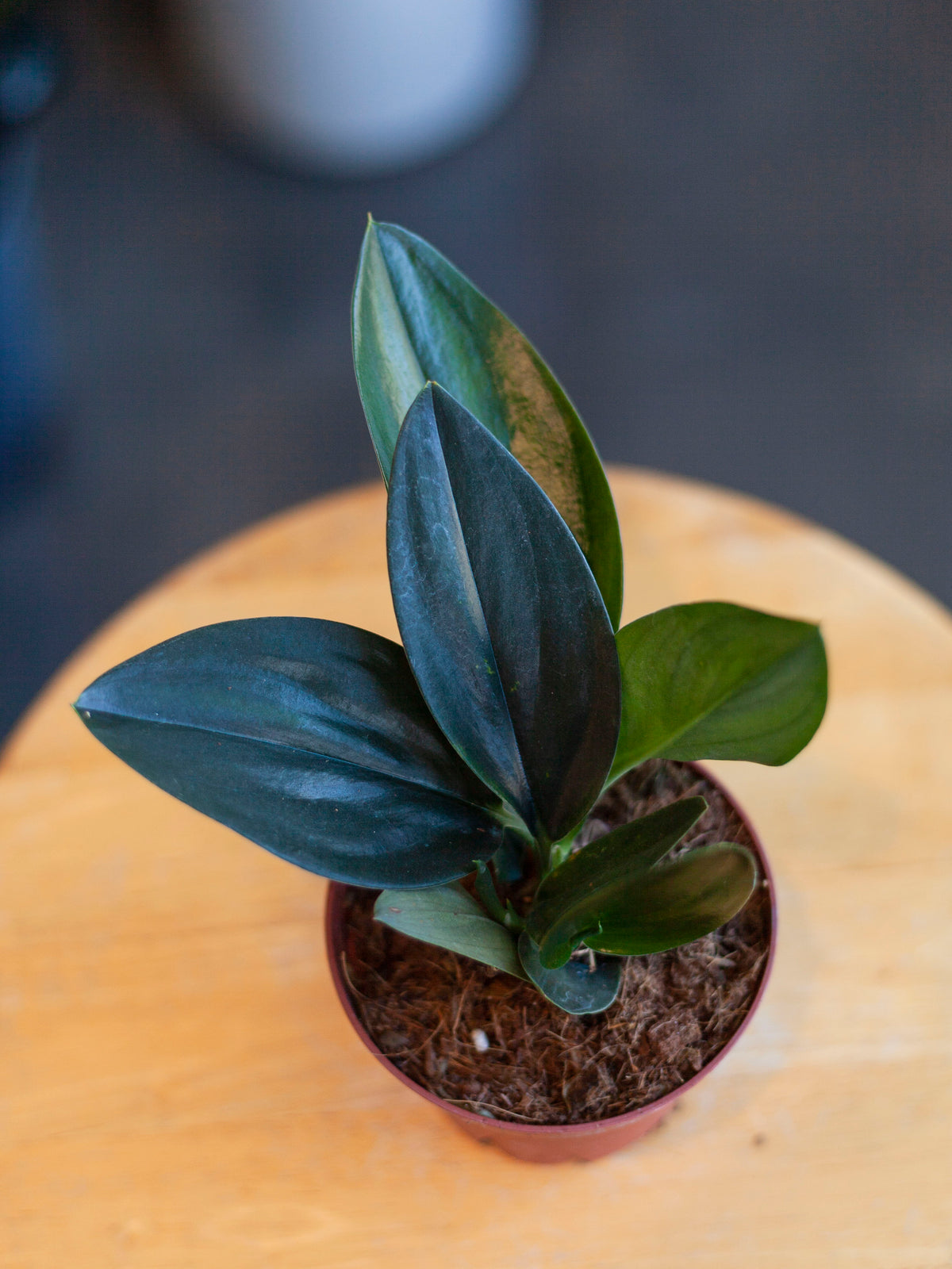 Scindapsus Treubii 'Dark Form' 4"