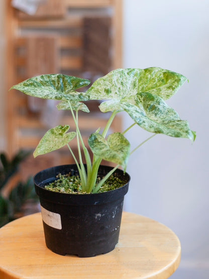 Alocasia 'Batik'