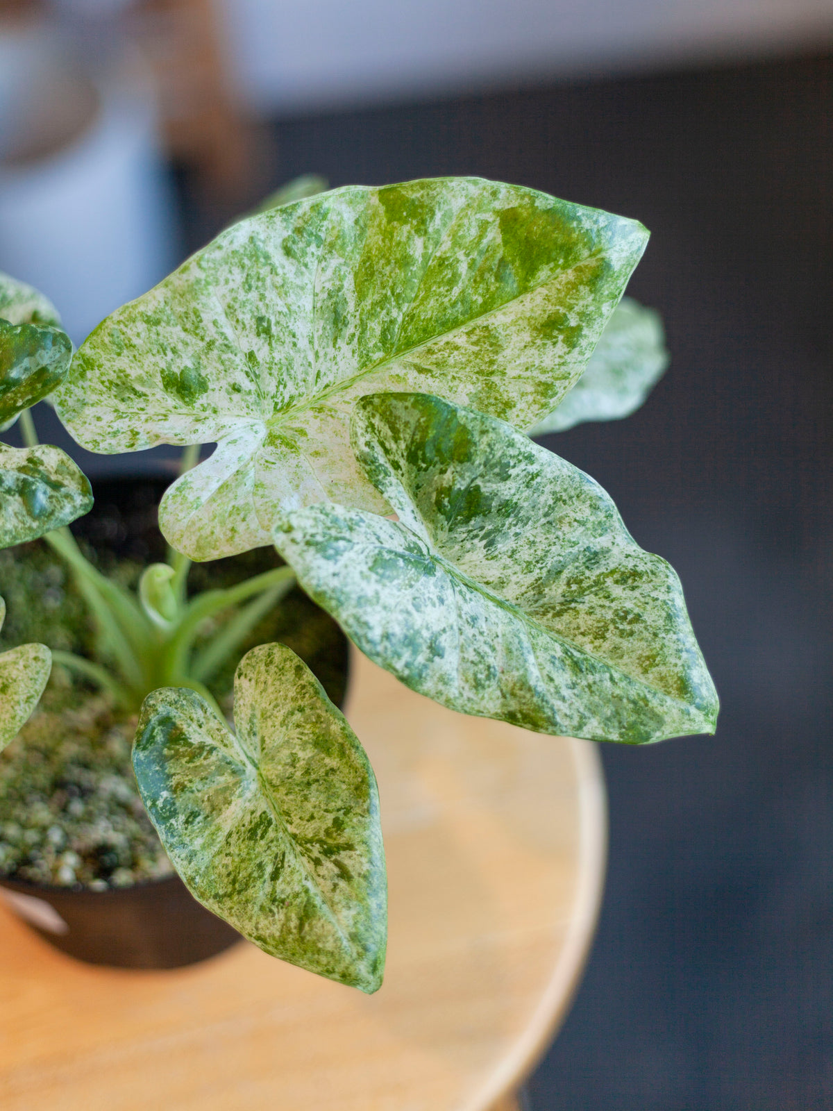 Alocasia 'Batik'
