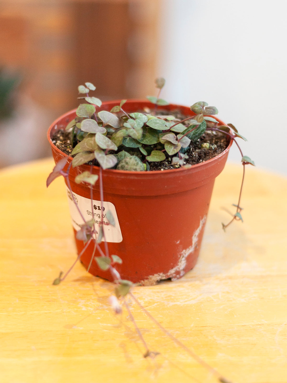 String of Hearts 4"