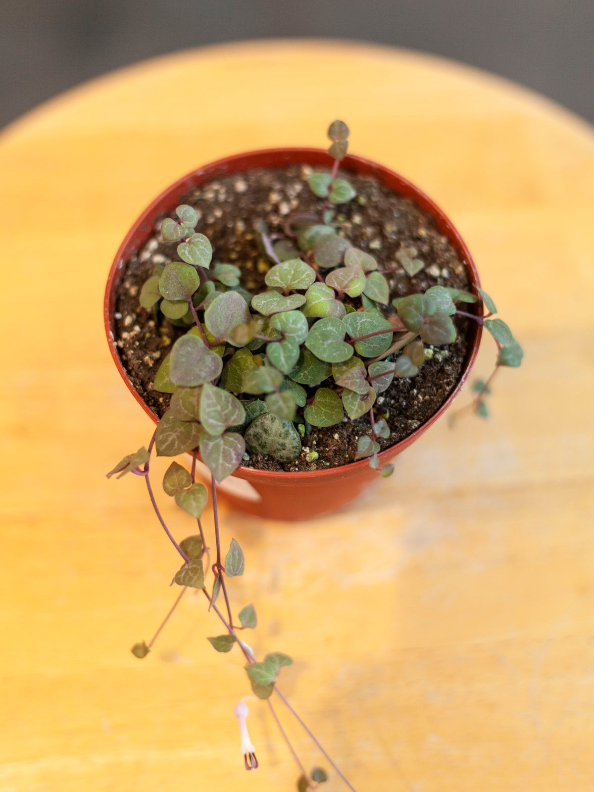 String of Hearts 4"
