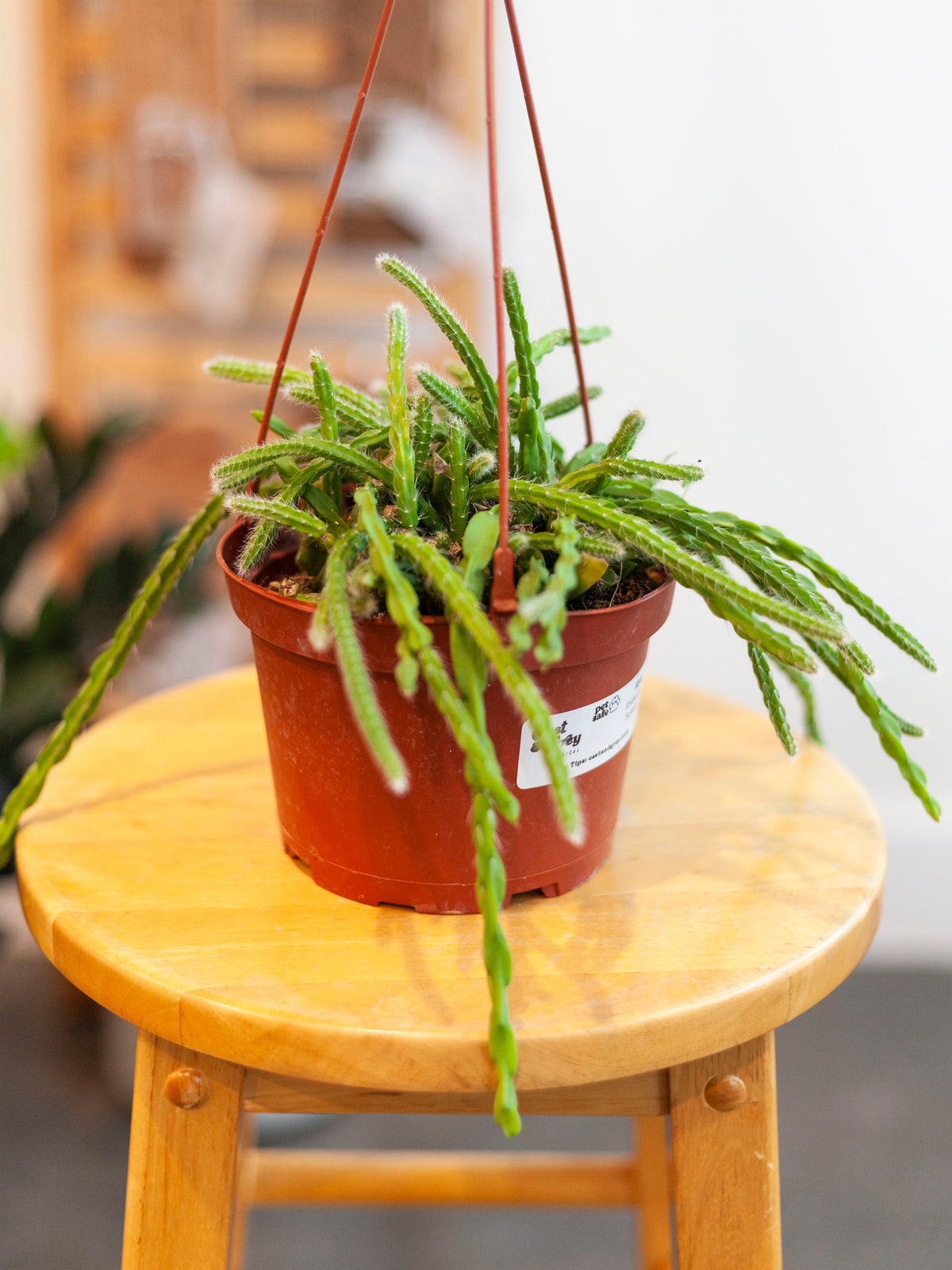 Rhipsalis 'Sulcata' Hanging Basket 6"