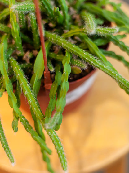 Rhipsalis 'Sulcata' Hanging Basket 6"