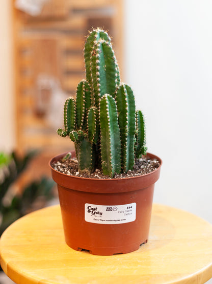 Fairy Castle Cactus 6"