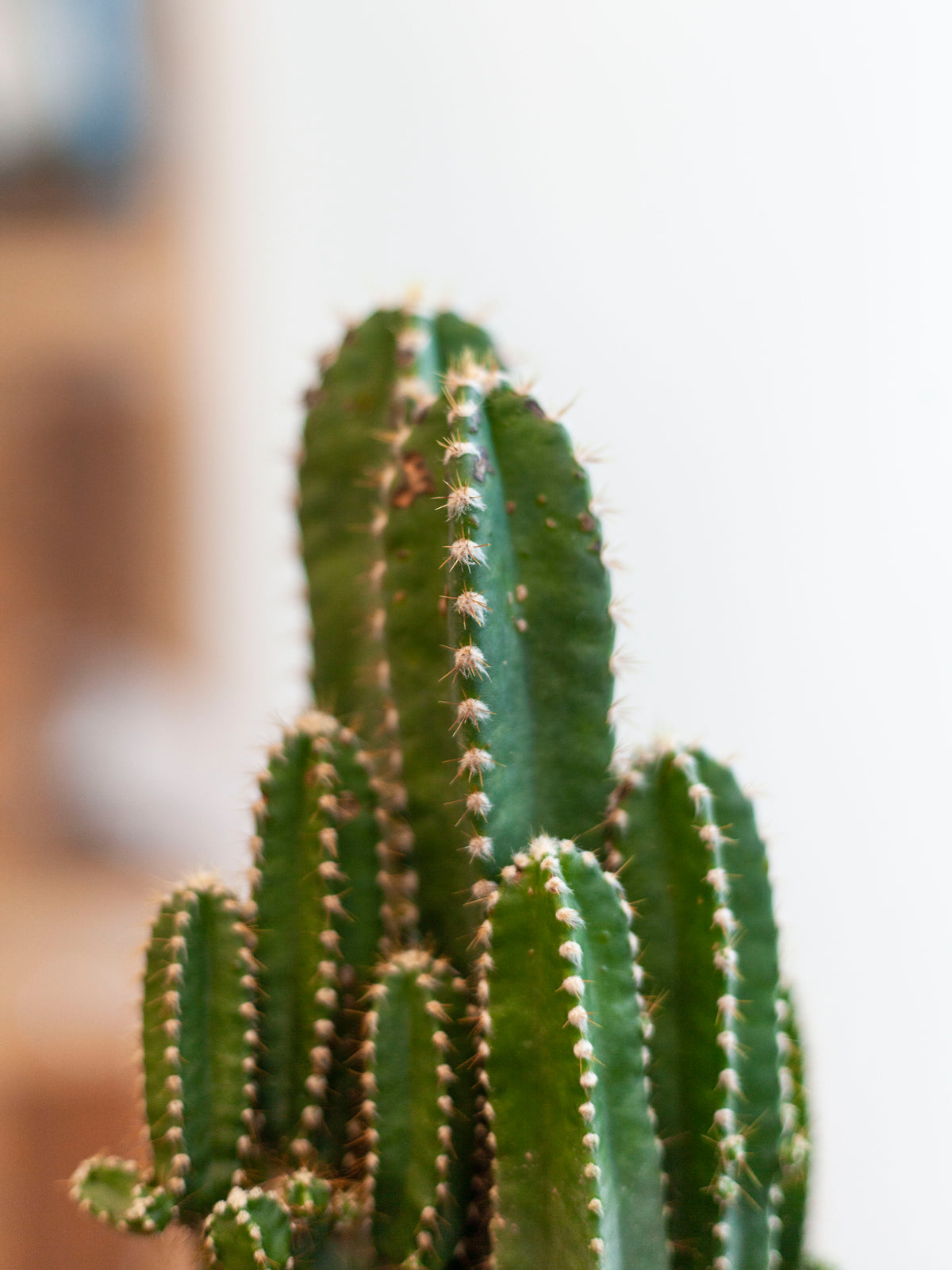 Fairy Castle Cactus 6"