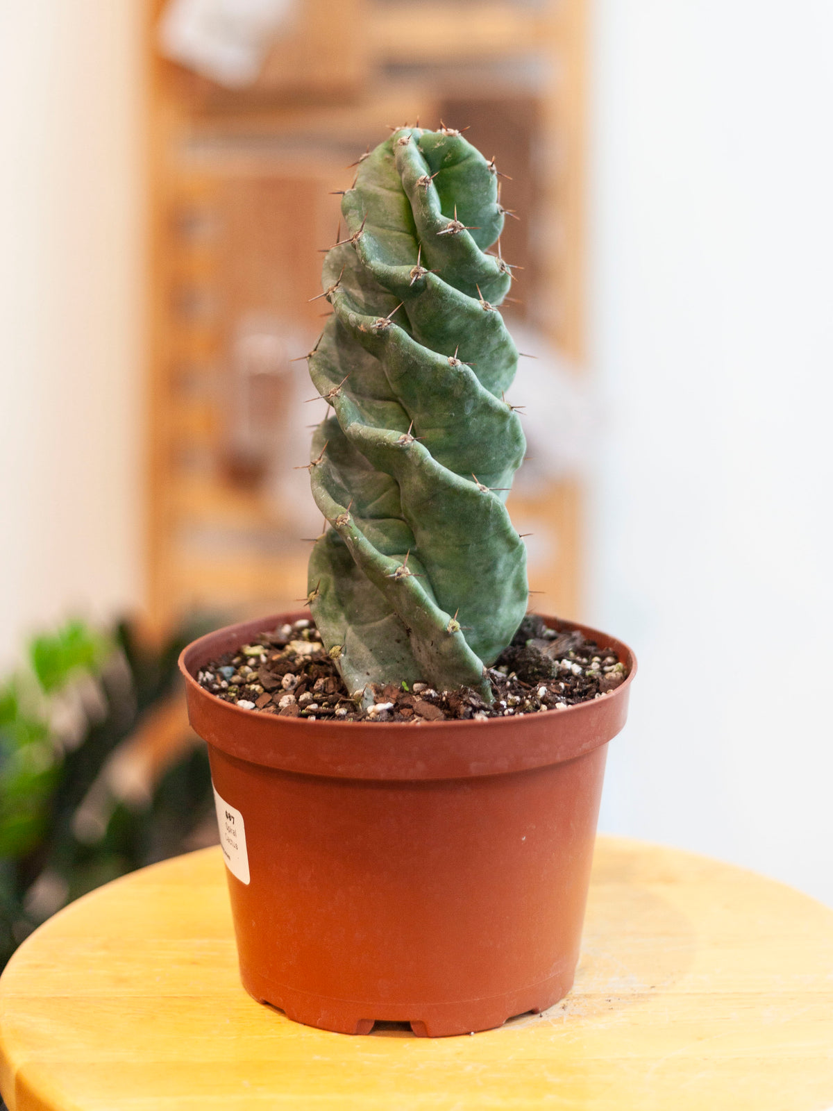 Cactus ‘Spiral’ 6"