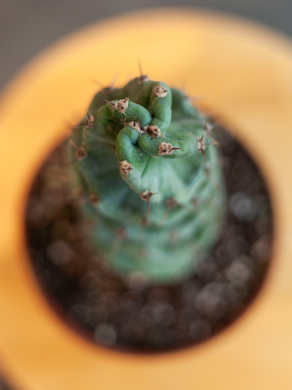 Cactus ‘Spiral’ 6"