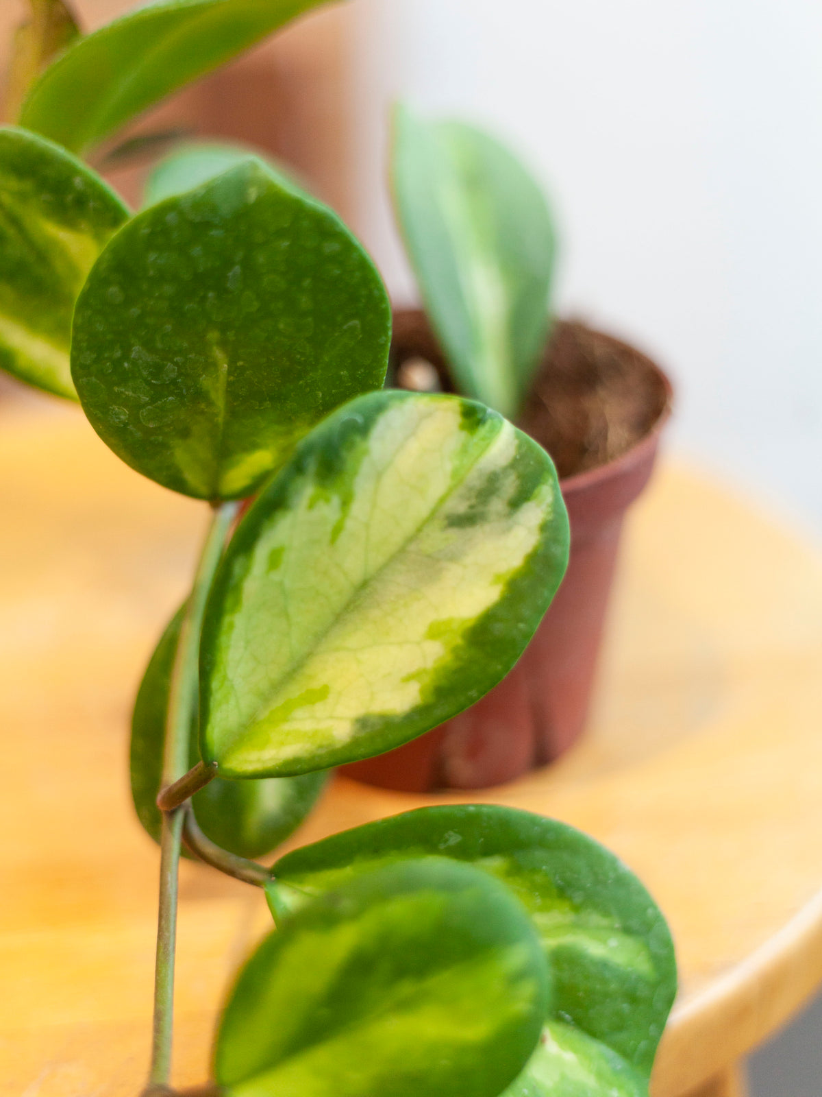 Hoya 'Obovata (Variegated) 4"
