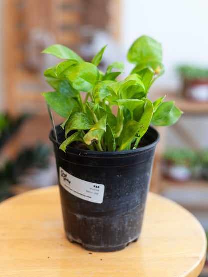 Pothos 'Neon Joy' 6"