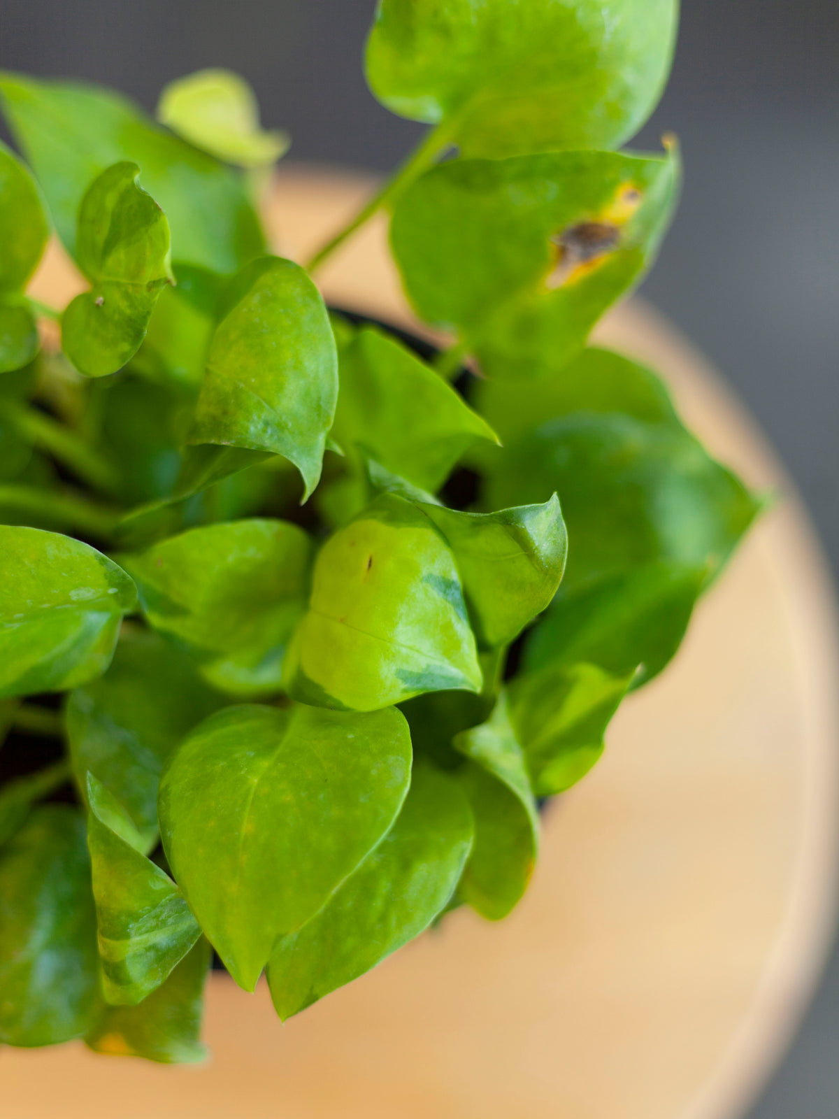 Pothos 'Neon Joy' 6"