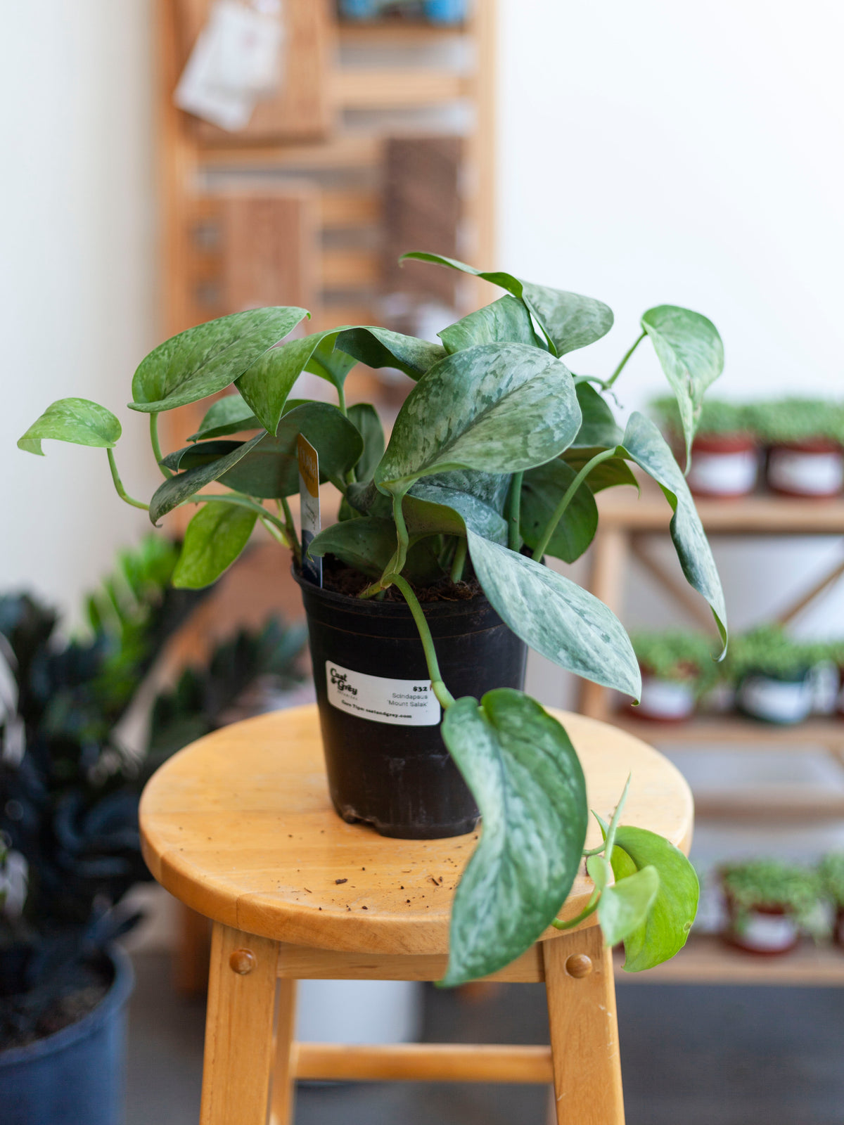 Scindapsus 'Mount Salak' 6"