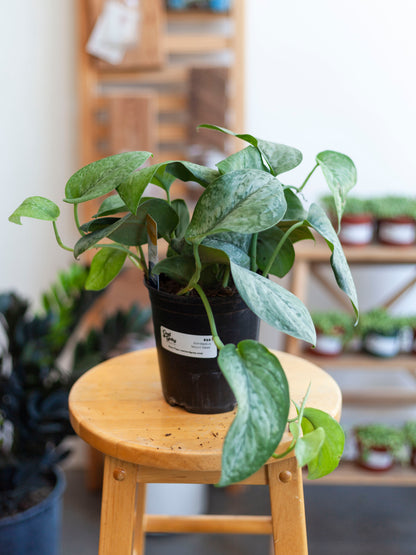 Scindapsus 'Mount Salak' 6"