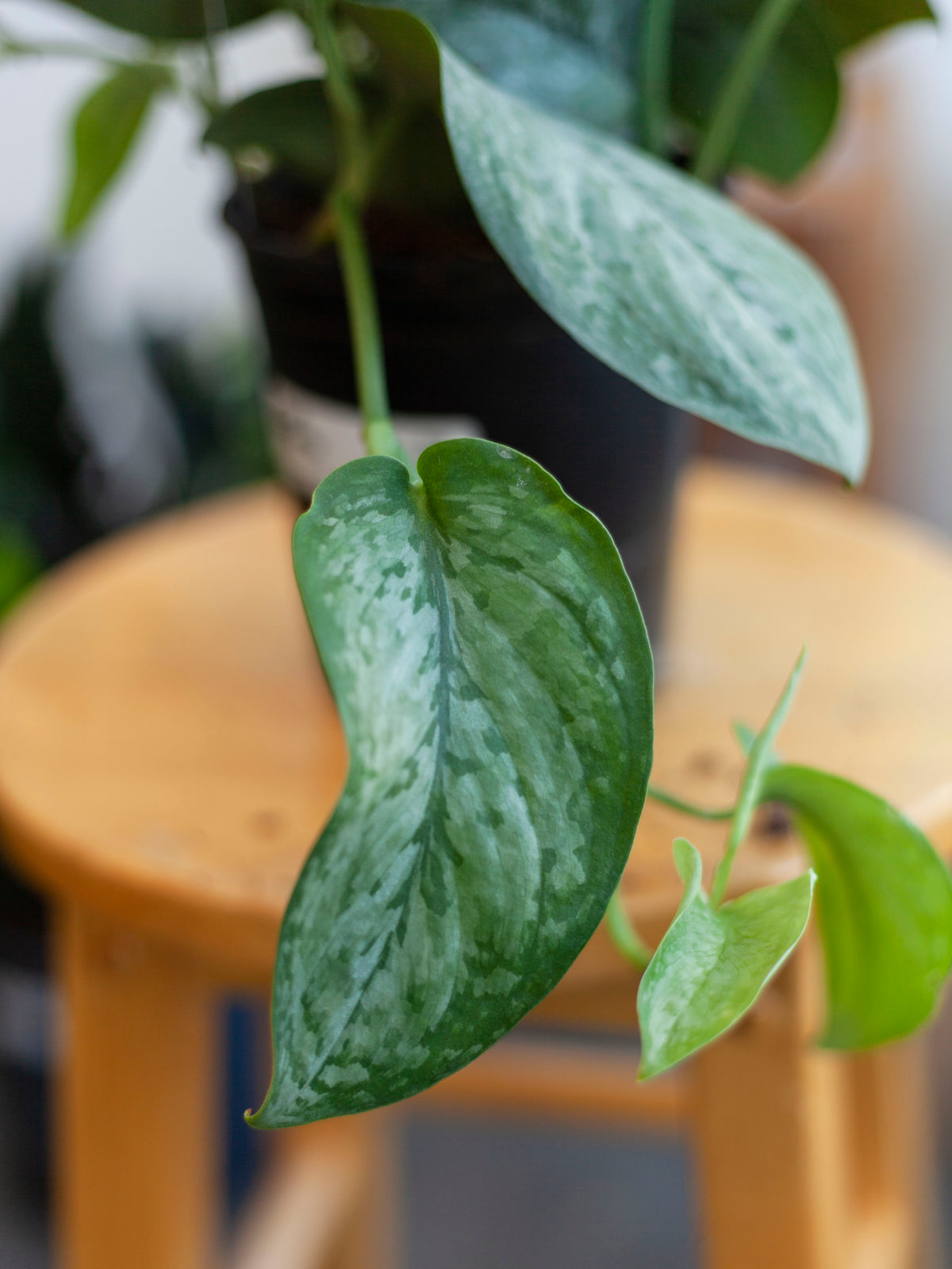 Scindapsus 'Mount Salak' 6"