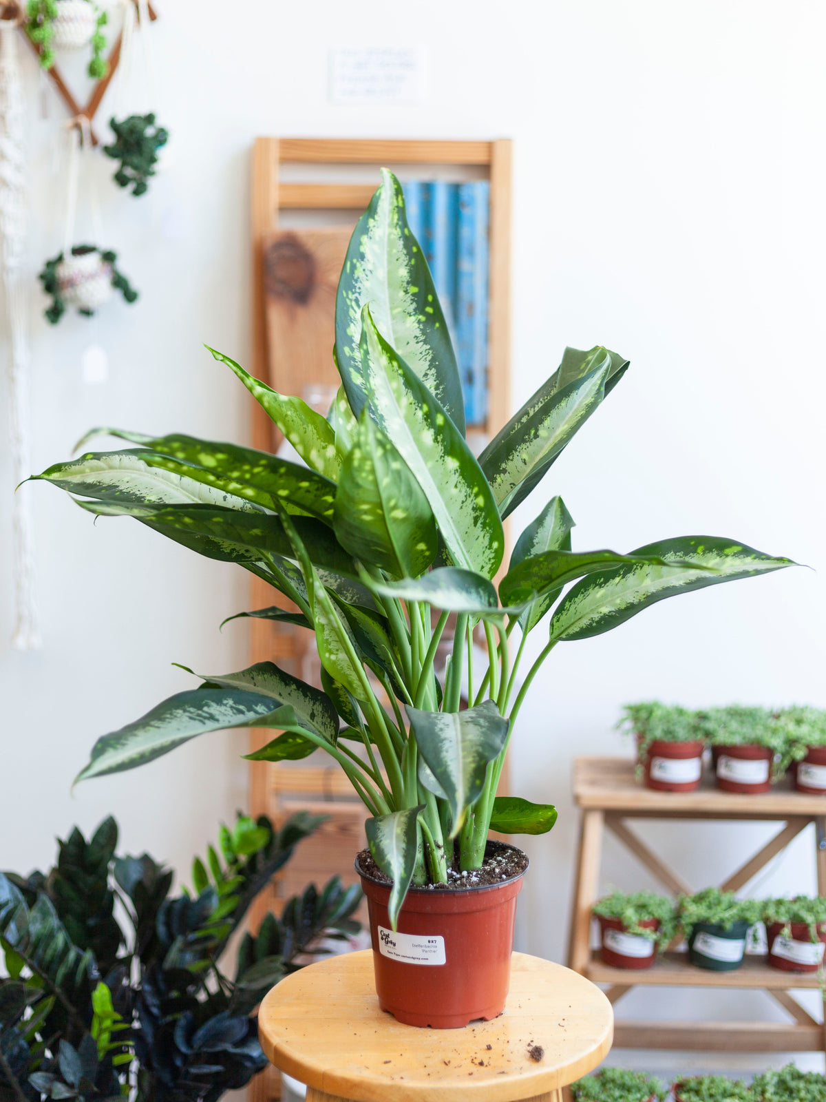 Dieffenbachia 'Panther' 6"