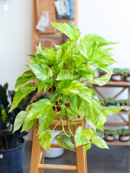 Pothos 'Neon Queen' 6"
