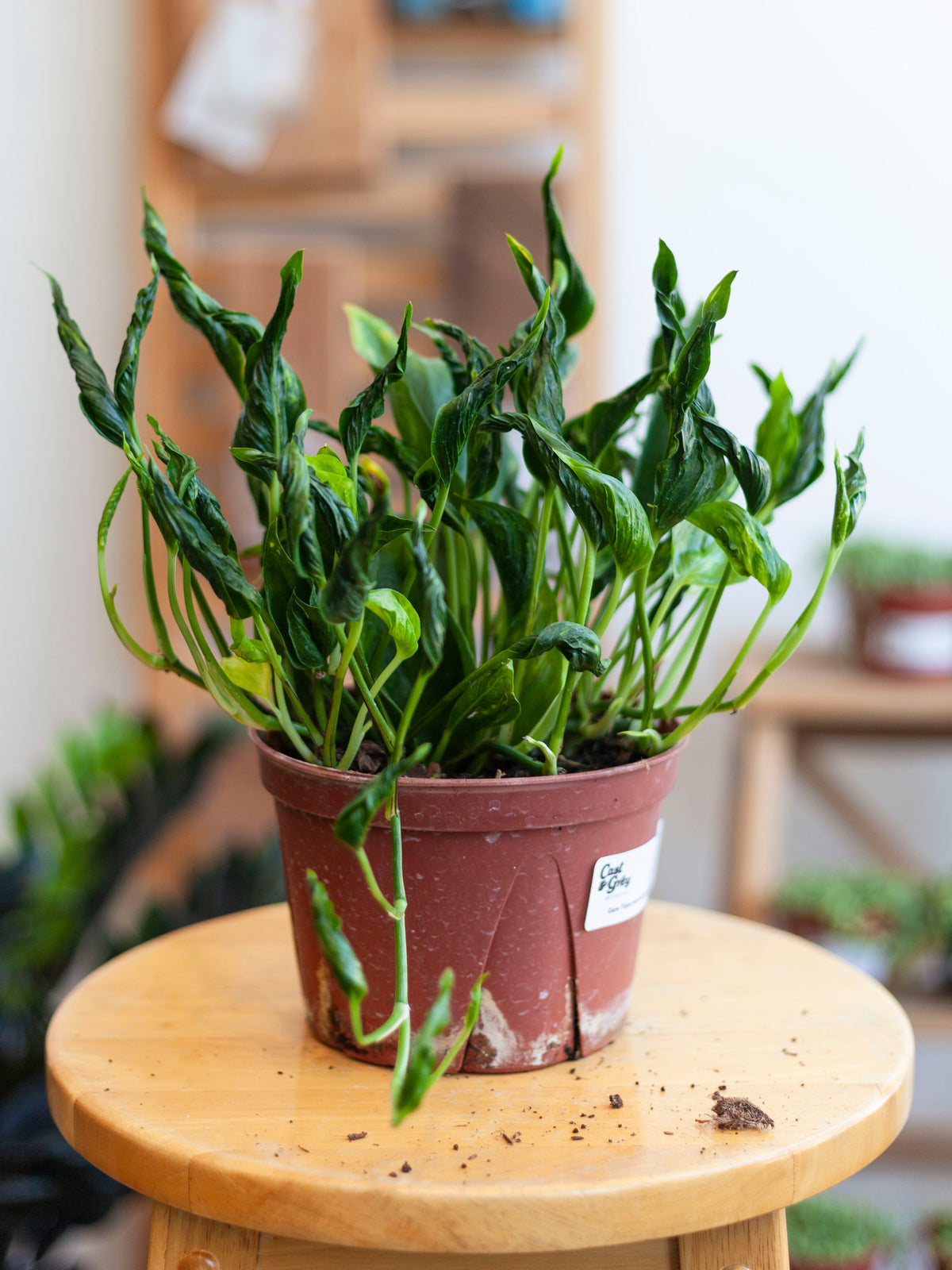 Pothos 'Shangri-La' 6"