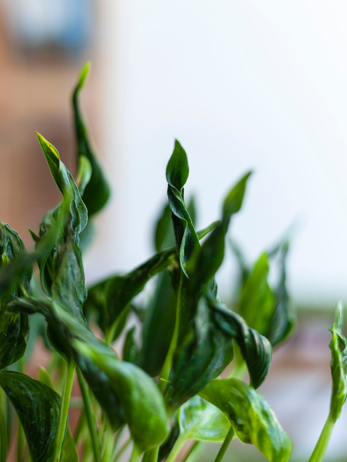 Pothos 'Shangri-La' 6"