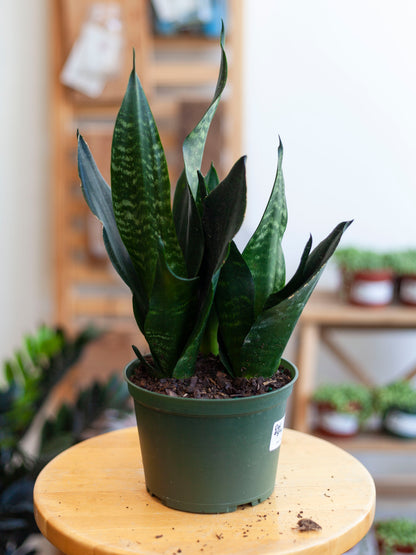 Sansevieria 'Black Dragon' 6"