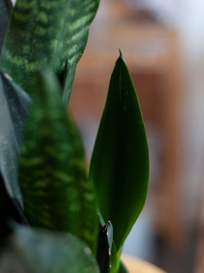 Sansevieria 'Black Dragon' 6"