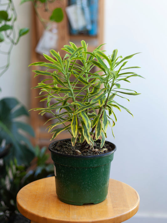 Euphoprbia 'Rainbow Ascot' 6"