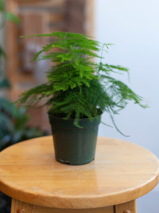 Asparagus 'Plumosa' Fern 4"