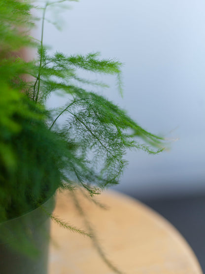 Asparagus 'Plumosa' Fern 4"