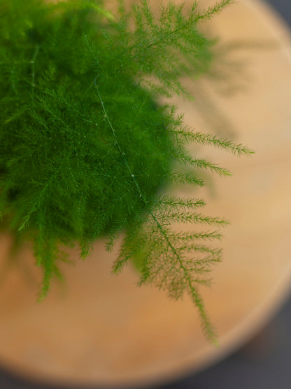 Asparagus 'Plumosa' Fern 4"