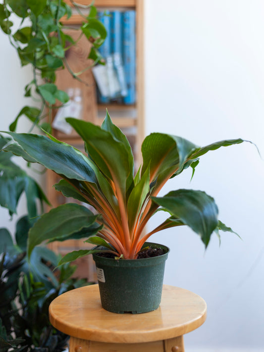 Orange Spider Plant 6"