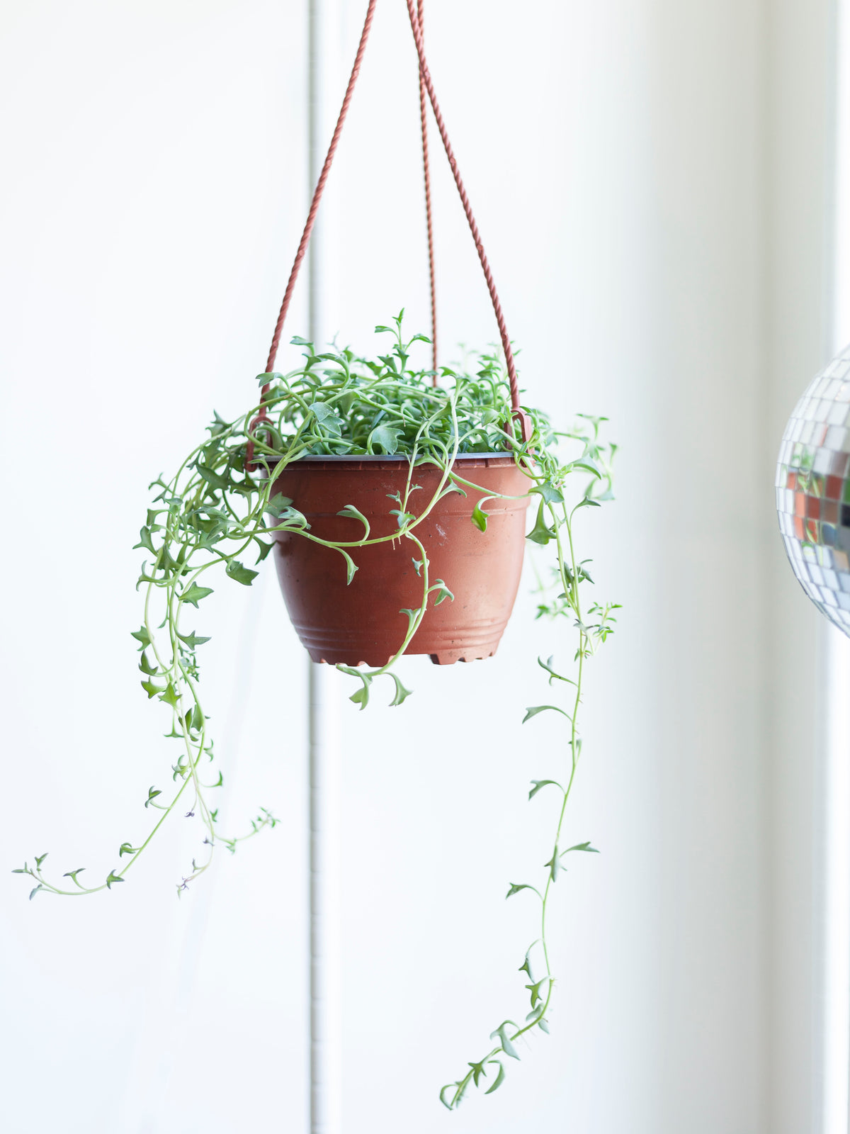 String of Dolphins Hanging Basket 6"