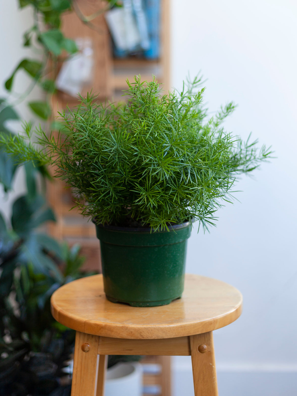 Asparagus Fern 6"