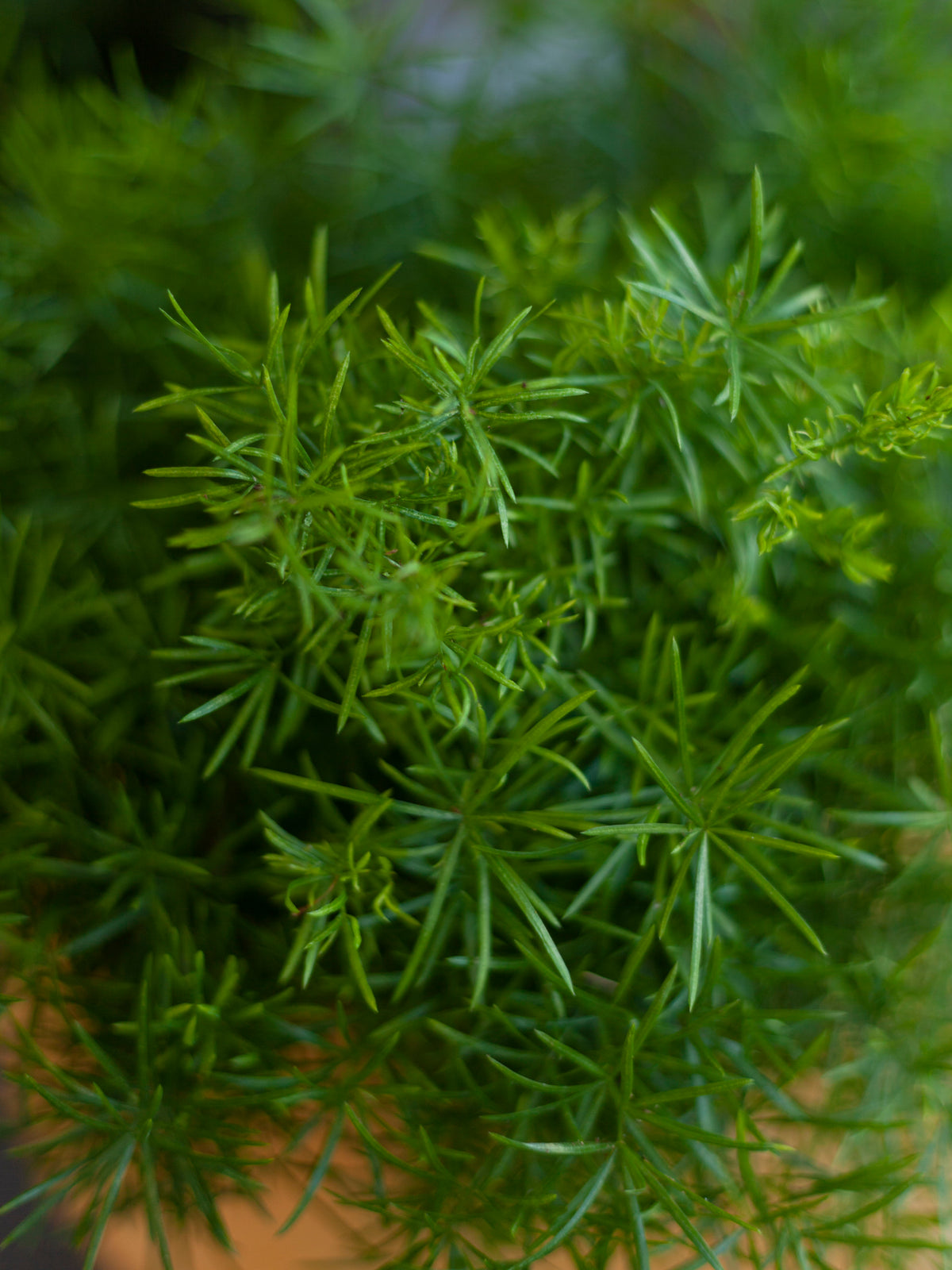Asparagus Fern 6"