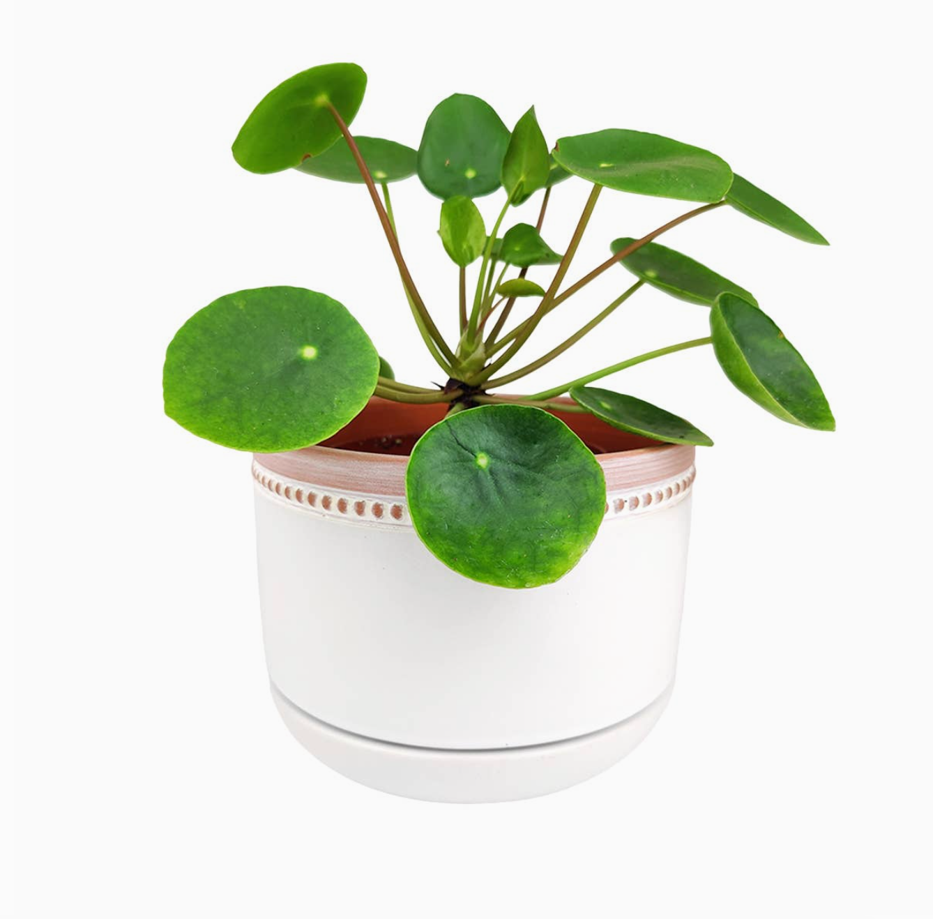 White Ceramic Bowl Planter